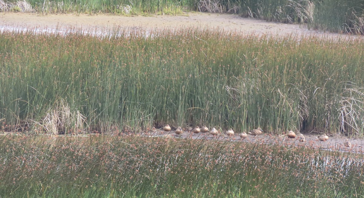 Red Shoveler - Steven Hopp