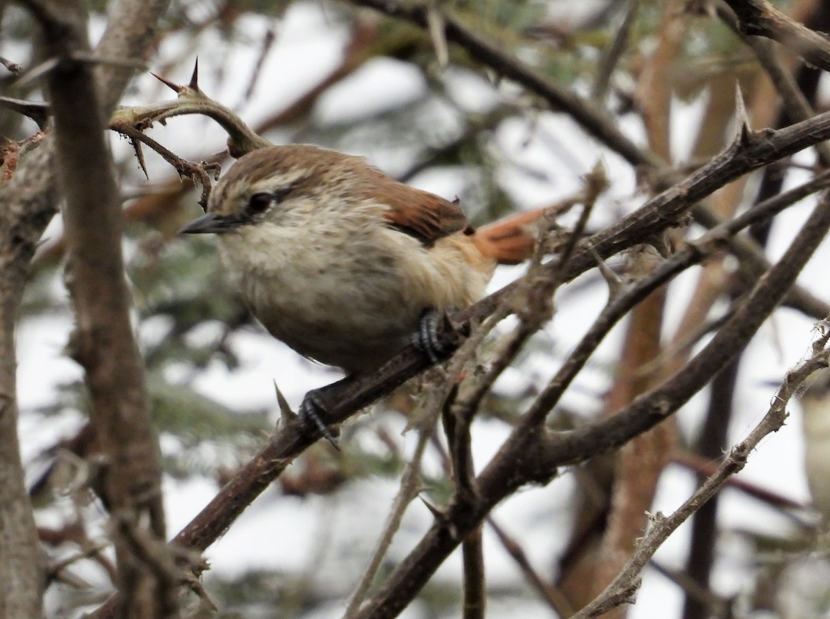 Necklaced Spinetail (La Libertad) - Morten Winther Dahl