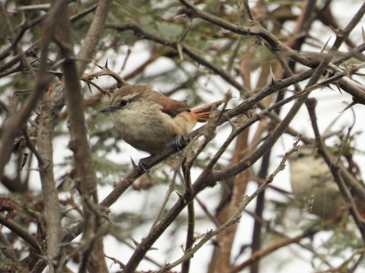 Necklaced Spinetail (La Libertad) - ML599768501