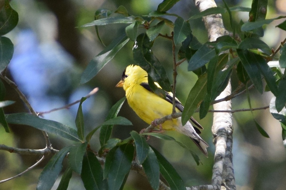 American Goldfinch - ML599768521