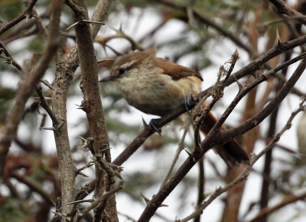 Necklaced Spinetail (La Libertad) - ML599768531