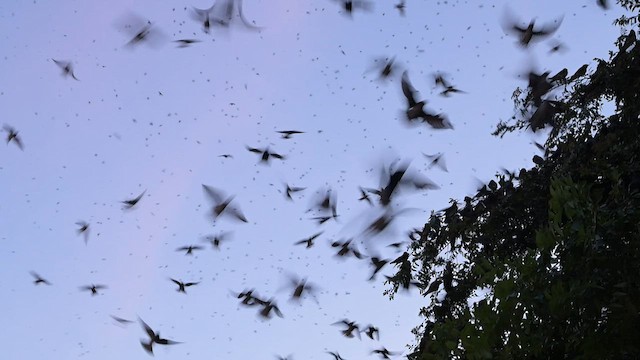 Purple Martin - ML599768811