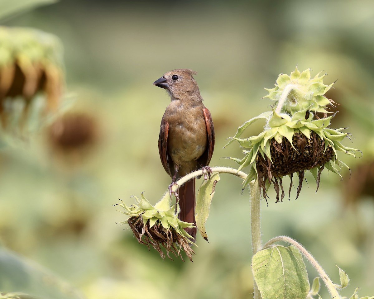 Northern Cardinal - ML599769071