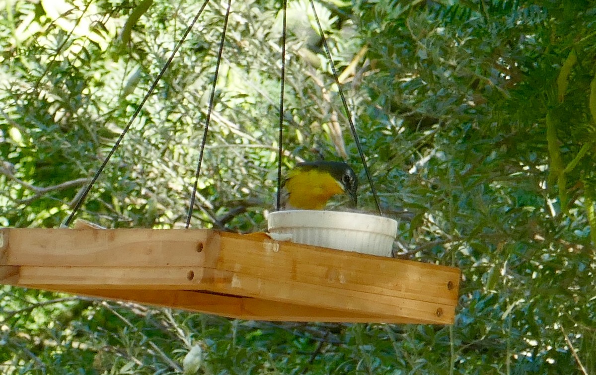 Yellow-breasted Chat - ML599769151