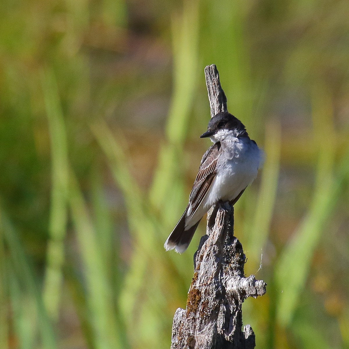 Eastern Kingbird - Greg Gillson