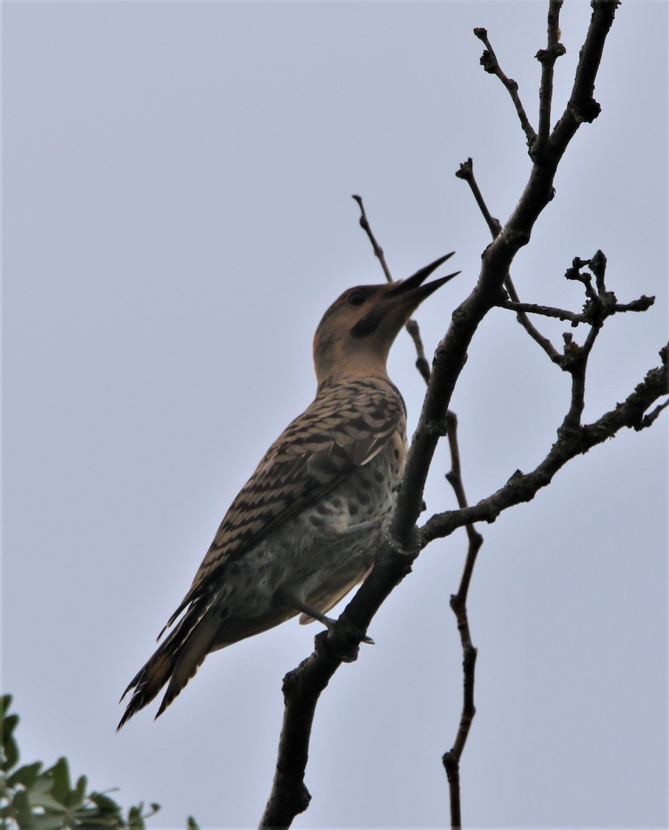 Northern Flicker - ML599770761
