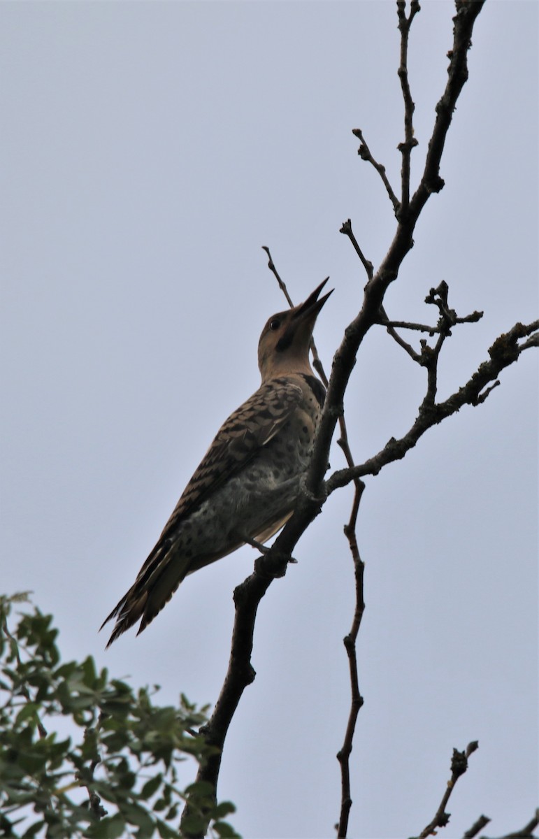 Northern Flicker - ML599770771
