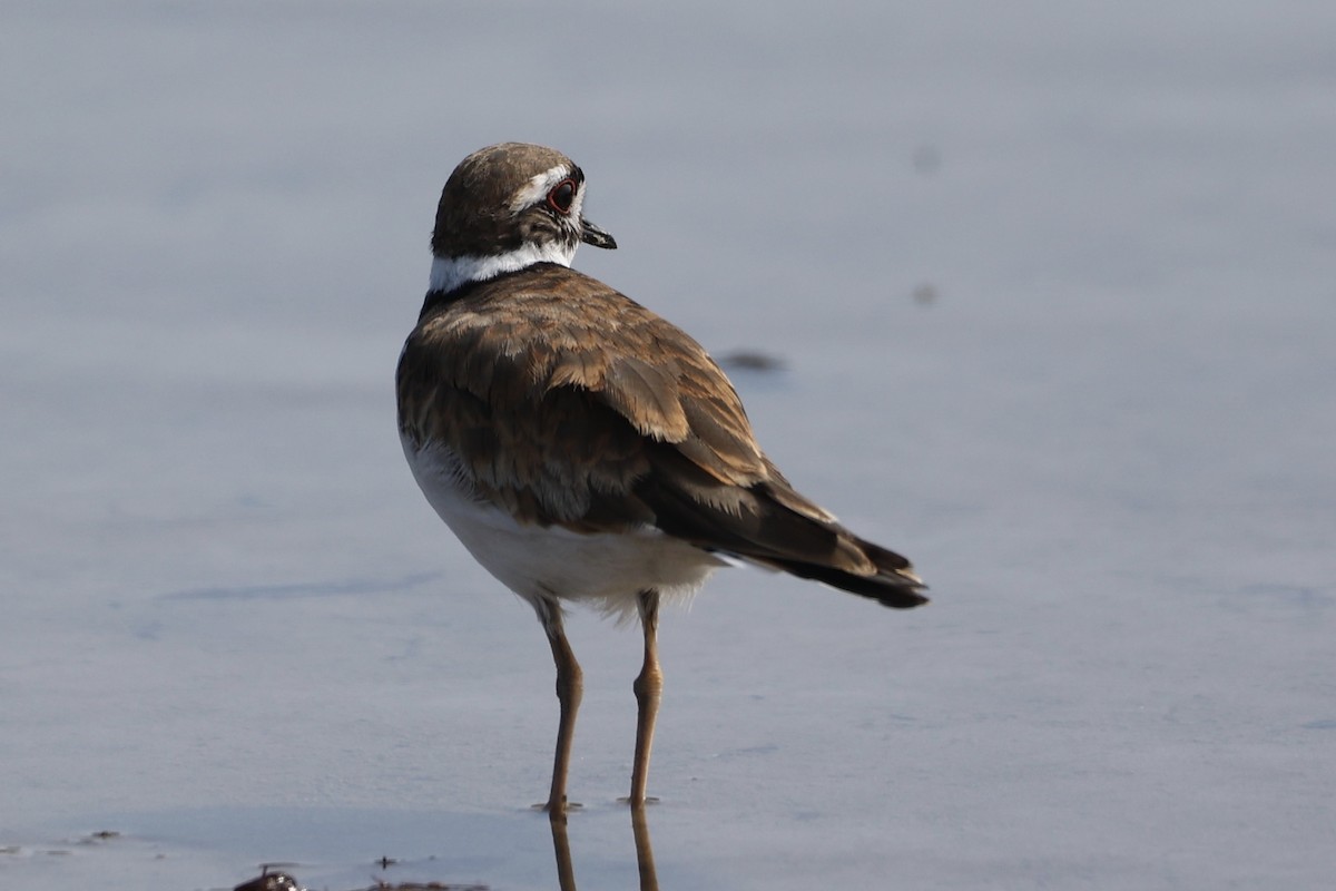 Killdeer - ML599771001