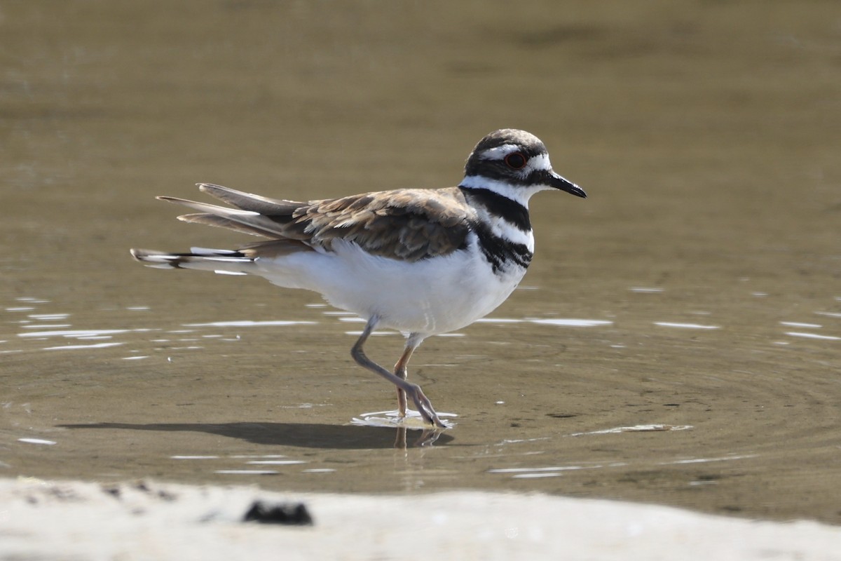 Killdeer - ML599771011