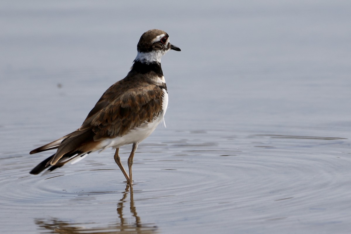 Killdeer - ML599771021