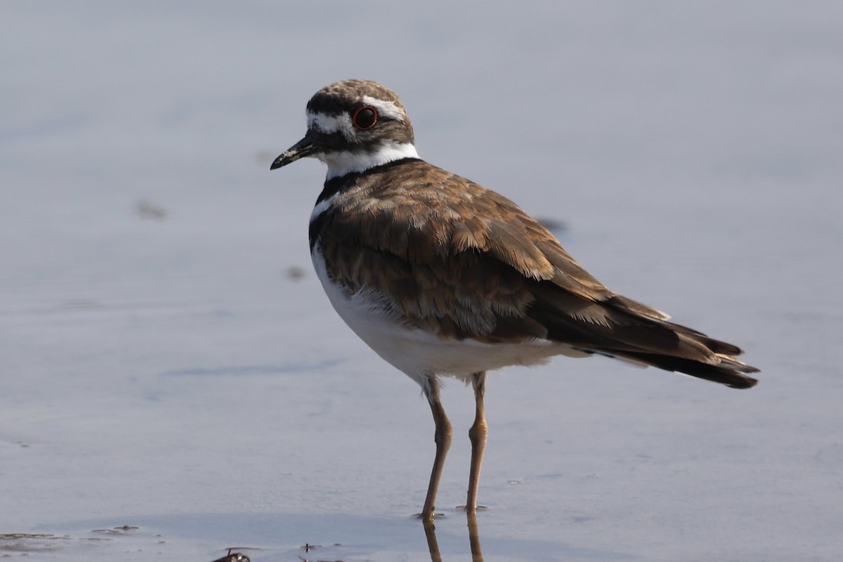 Killdeer - ML599771031