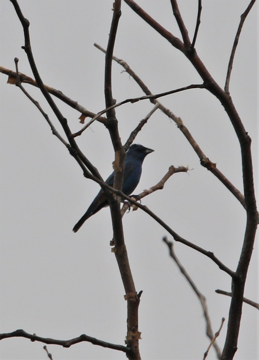 Indigo Bunting - James Murowchick