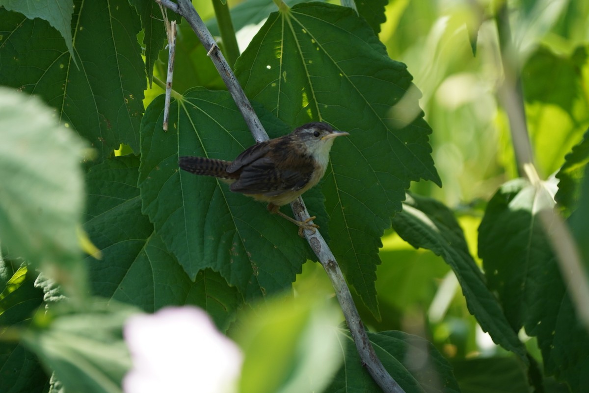 Marsh Wren - ML599771171