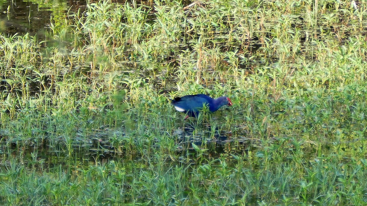 Gray-headed Swamphen - ML599771351