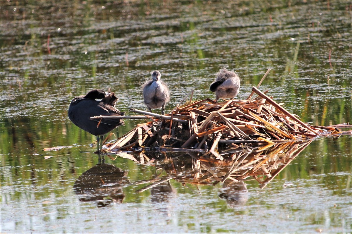 American Coot - Don Cassidy