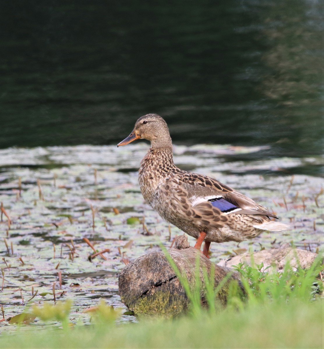 Mallard - ML599772231