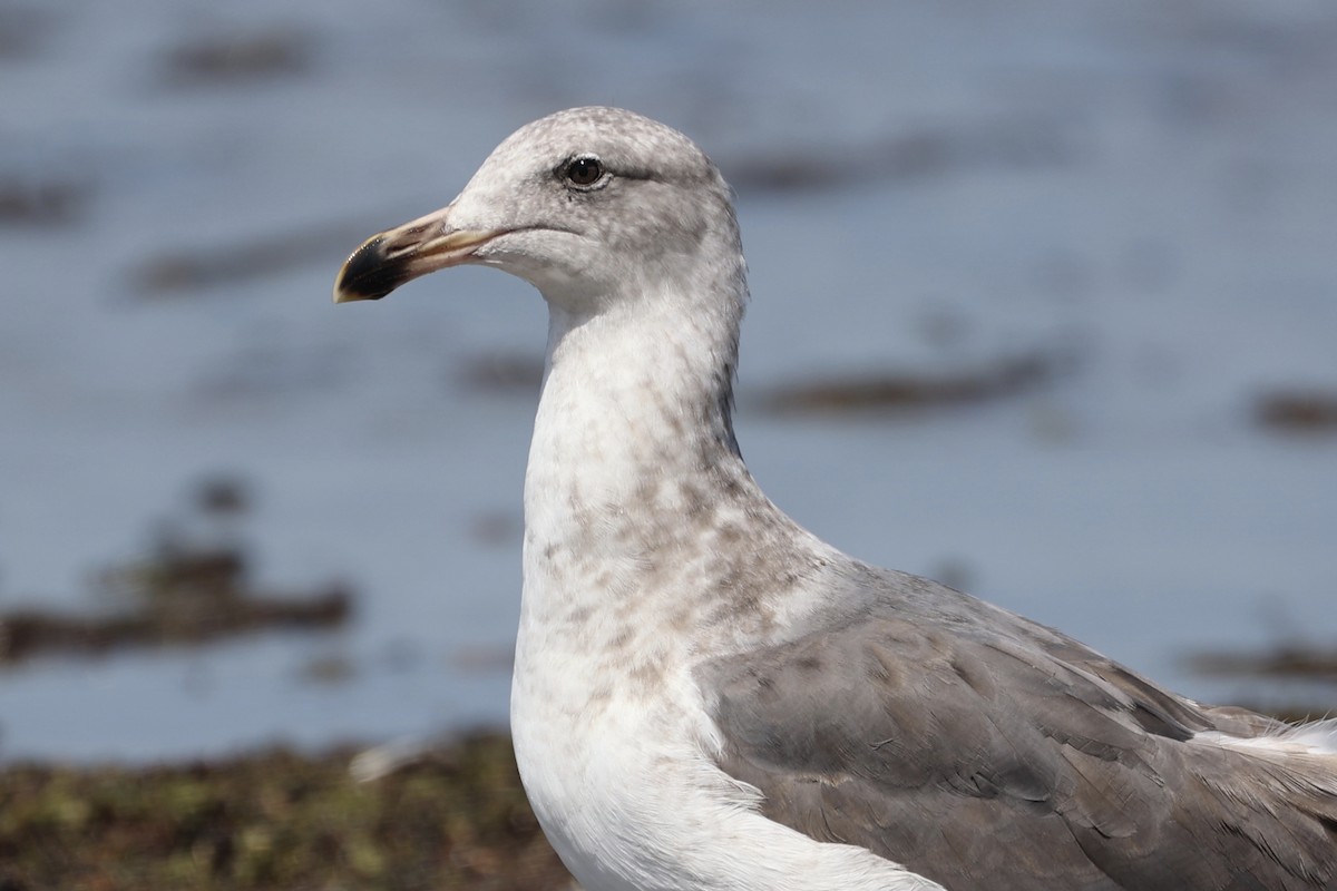 Western Gull - ML599772781