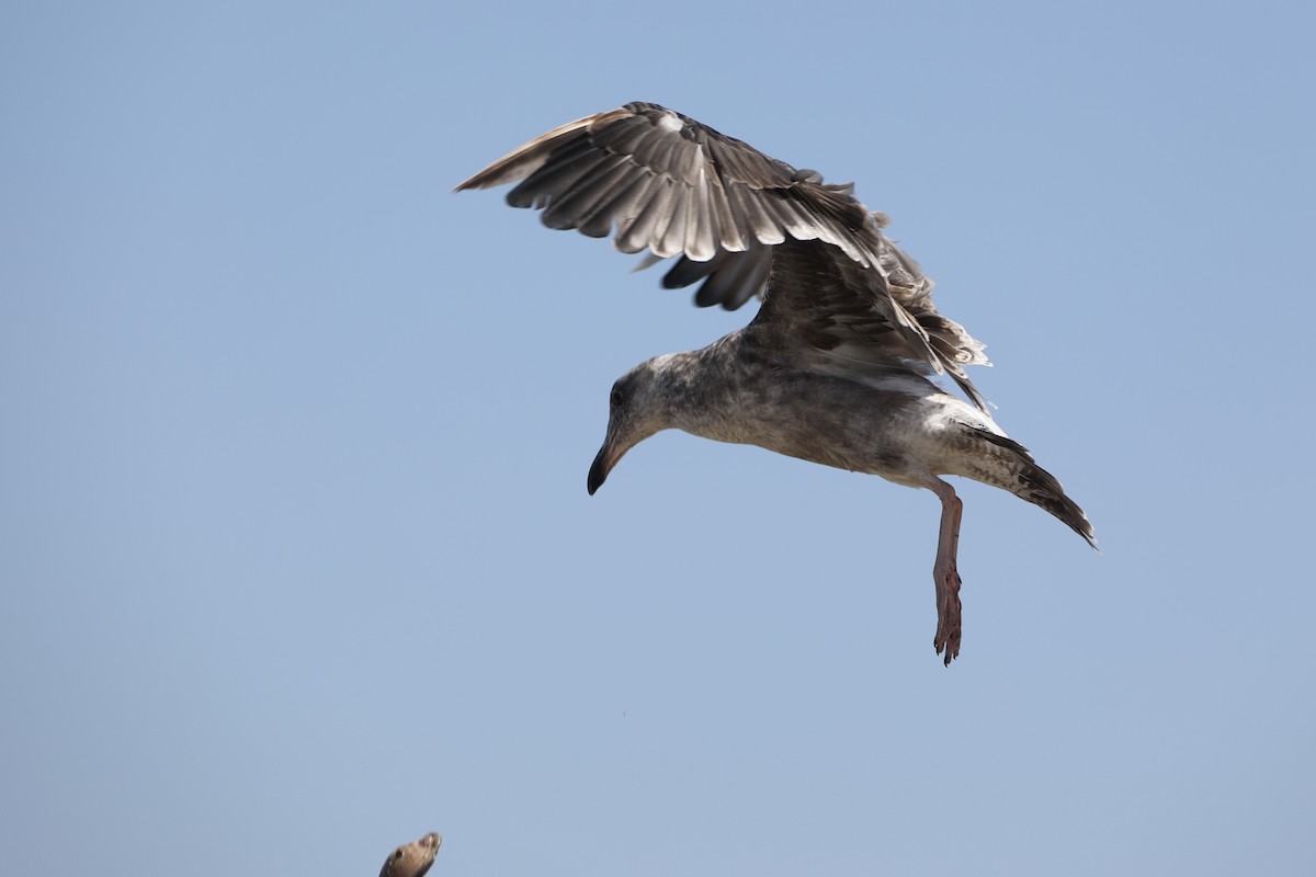Western Gull - ML599772791