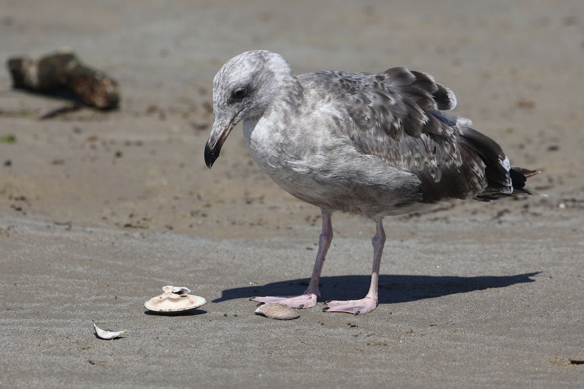 Western Gull - ML599772801