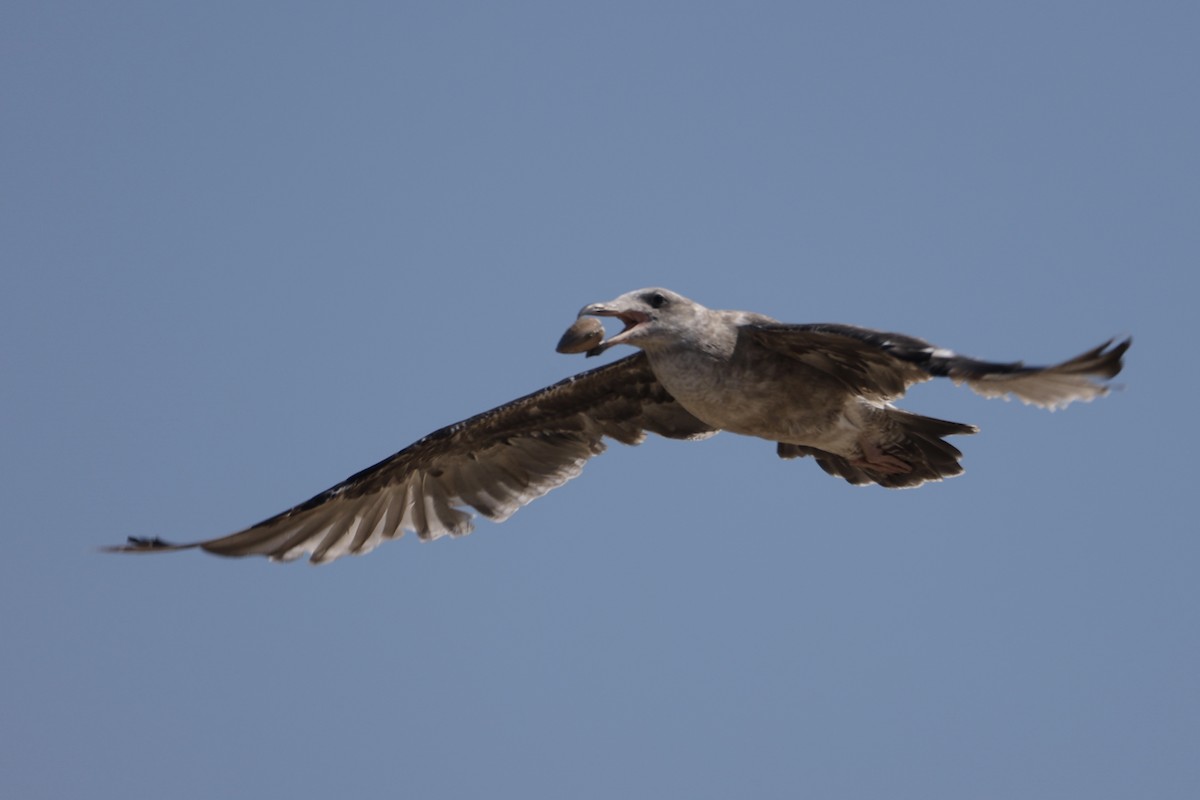 Western Gull - ML599772831