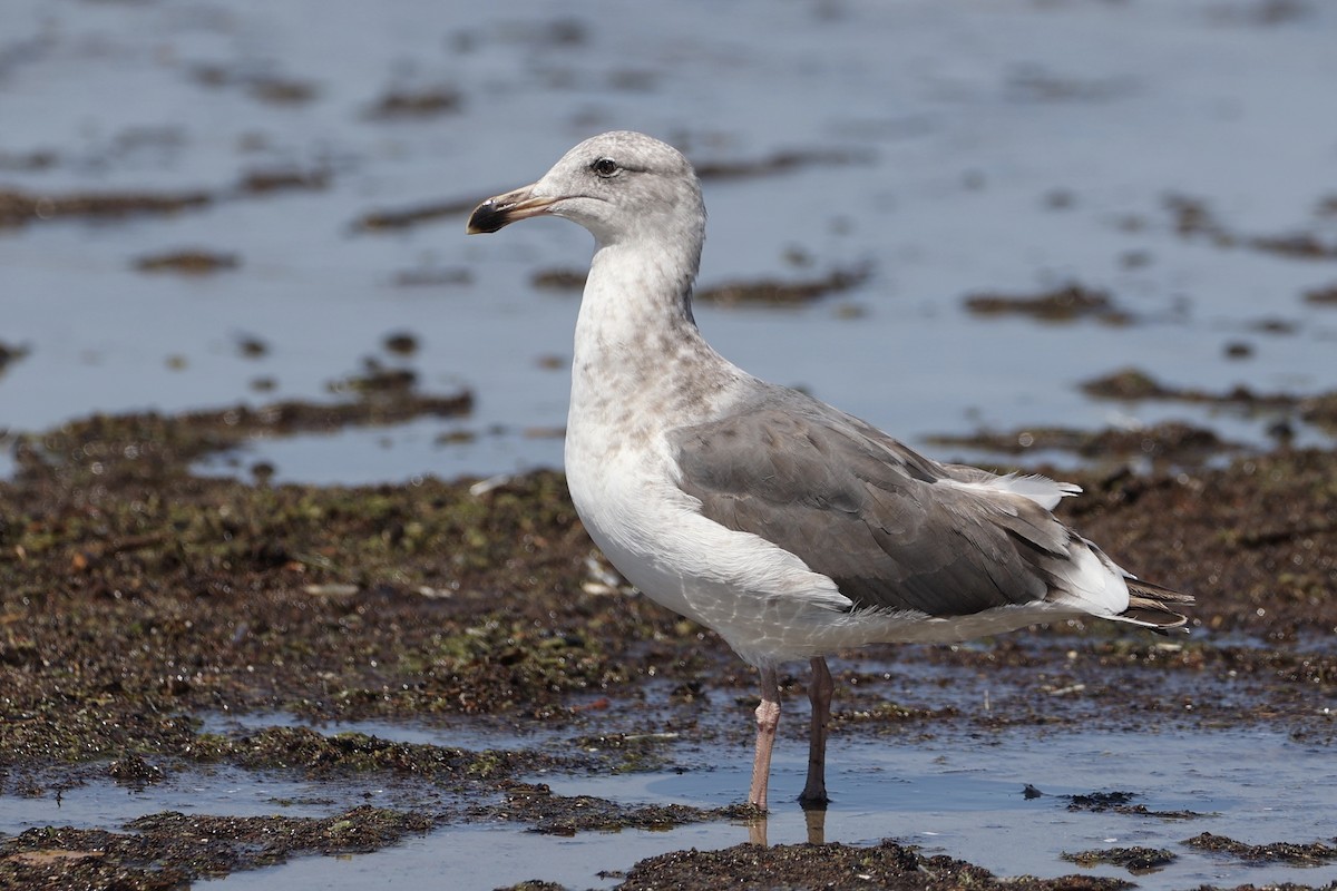Western Gull - ML599772841
