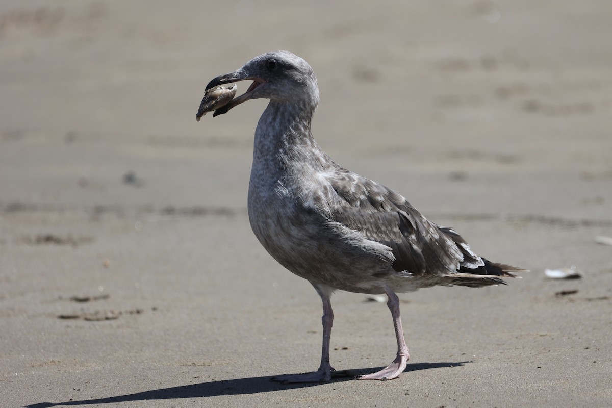 Western Gull - ML599772861