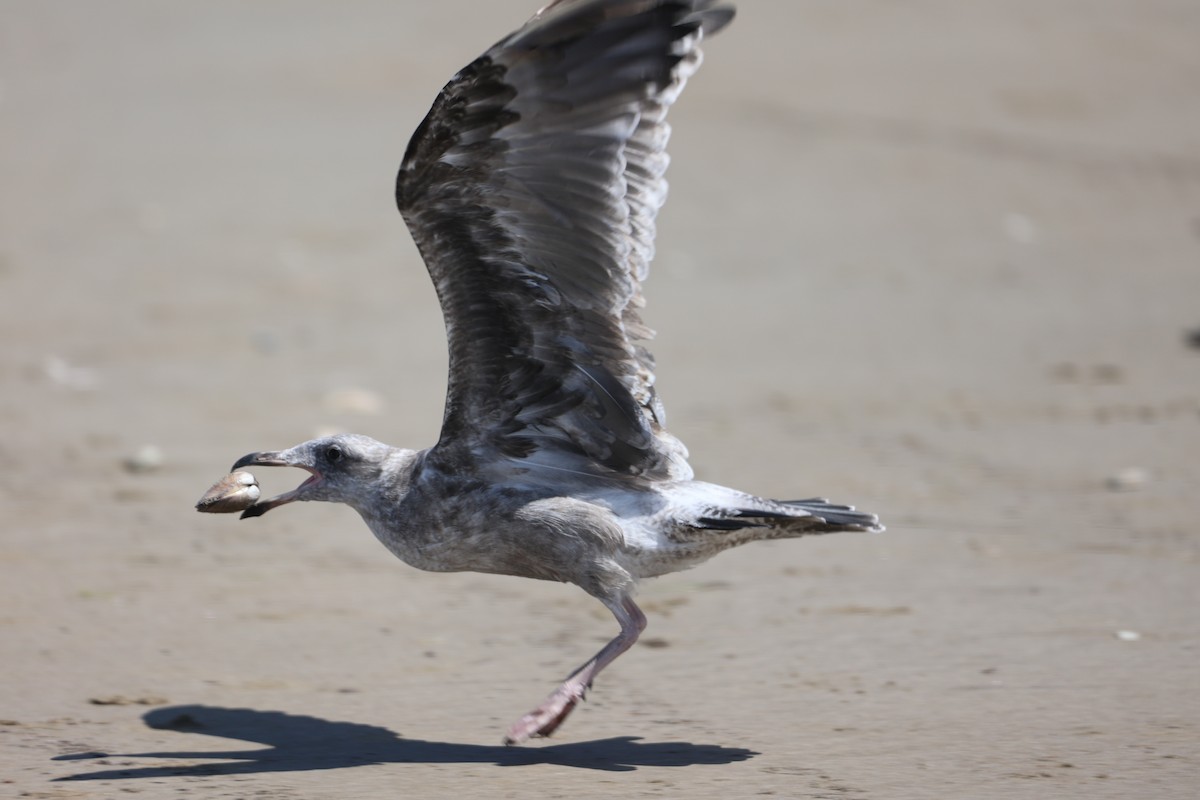 Western Gull - ML599773531