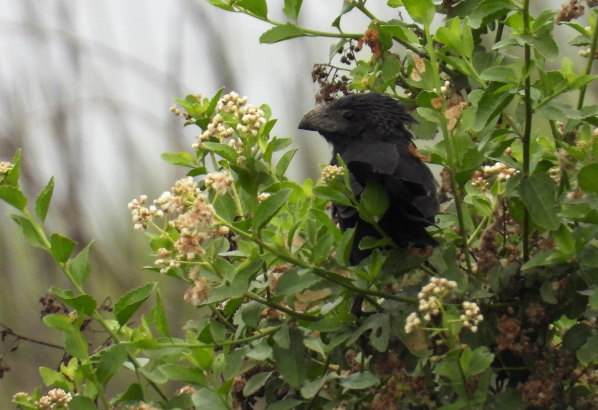 Groove-billed Ani - Morten Winther Dahl