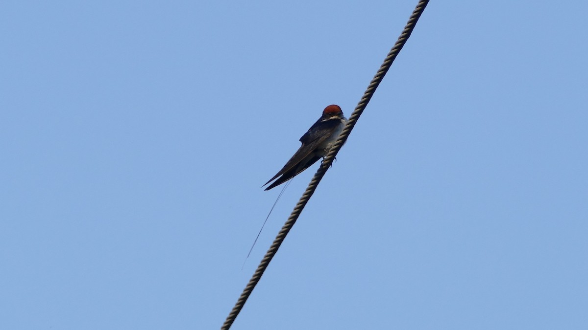 Golondrina Colilarga - ML599773811