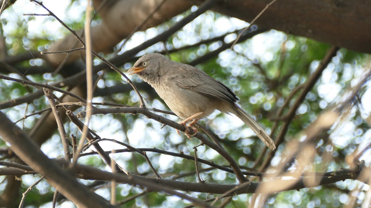 Jungle Babbler - ML599775201