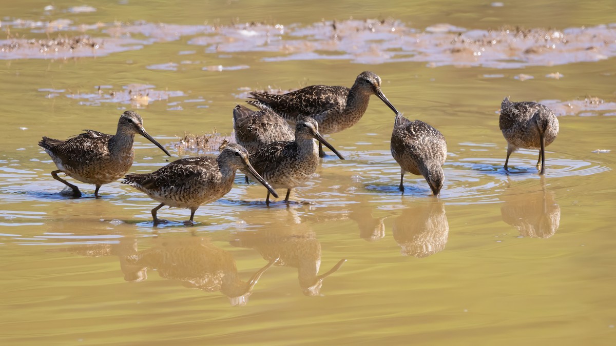 Short-billed Dowitcher - ML599776951