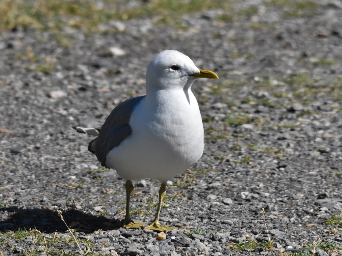 Short-billed Gull - Brian Vigorito