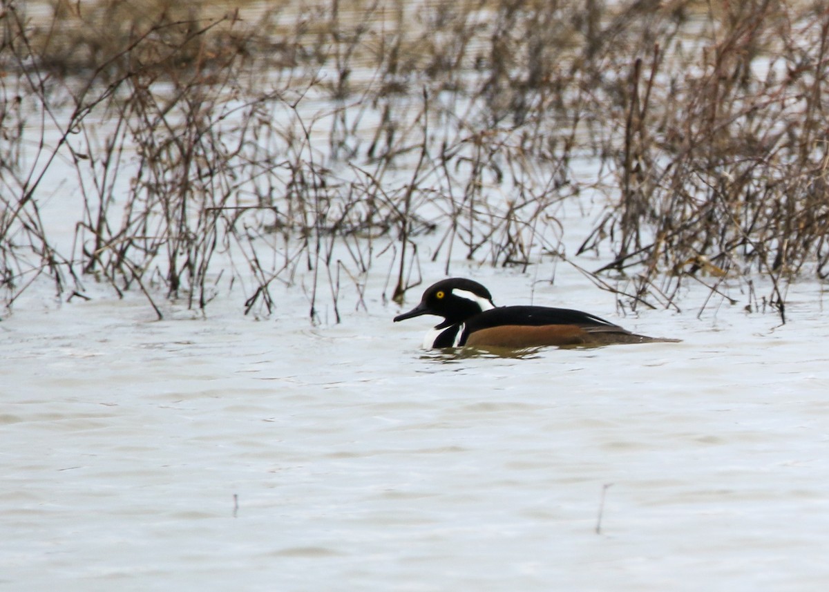 Hooded Merganser - Justin Bosler