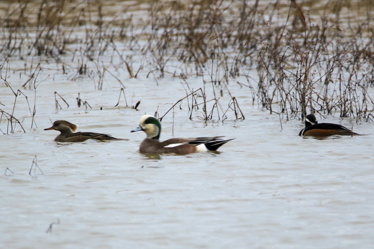 Hooded Merganser - ML599778011