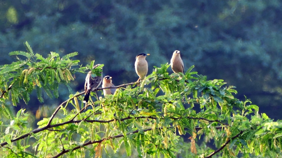 Brahminy Starling - Andrej Bibic