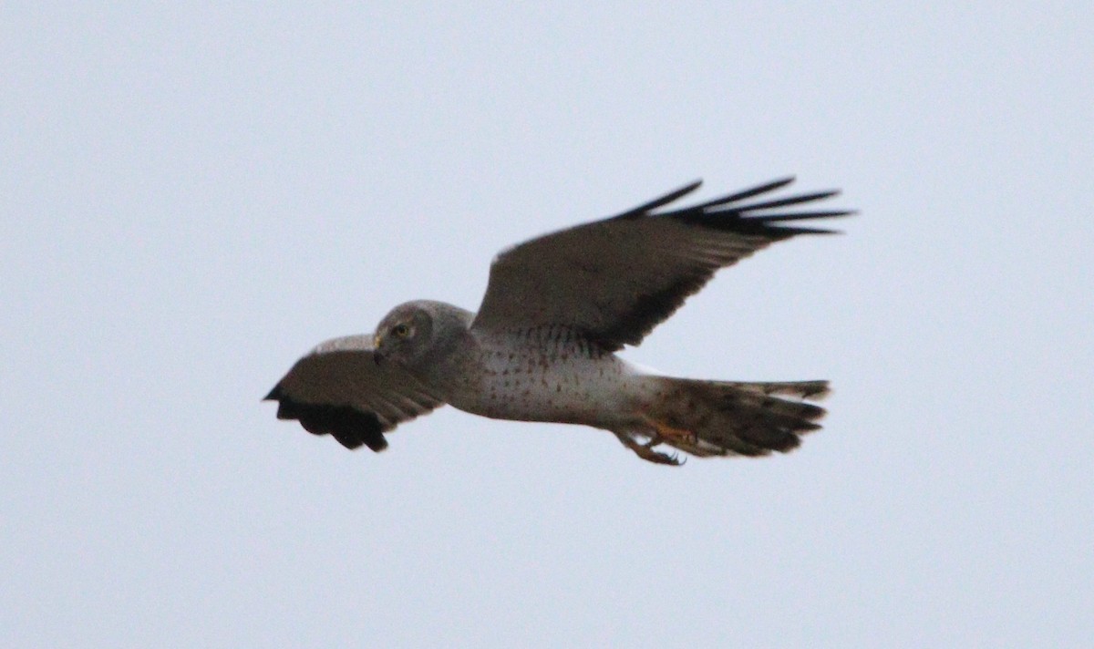 Northern Harrier - Liam Ragan