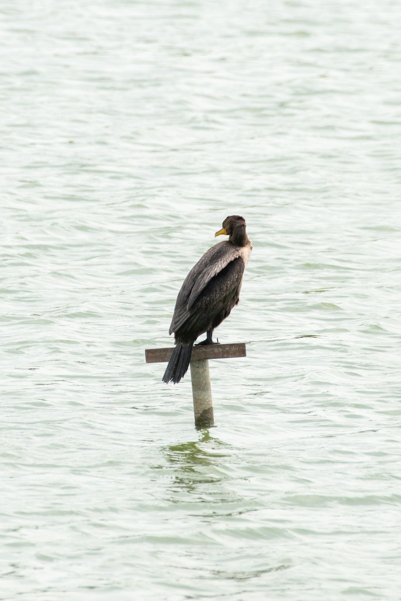 Double-crested Cormorant - ML599781491