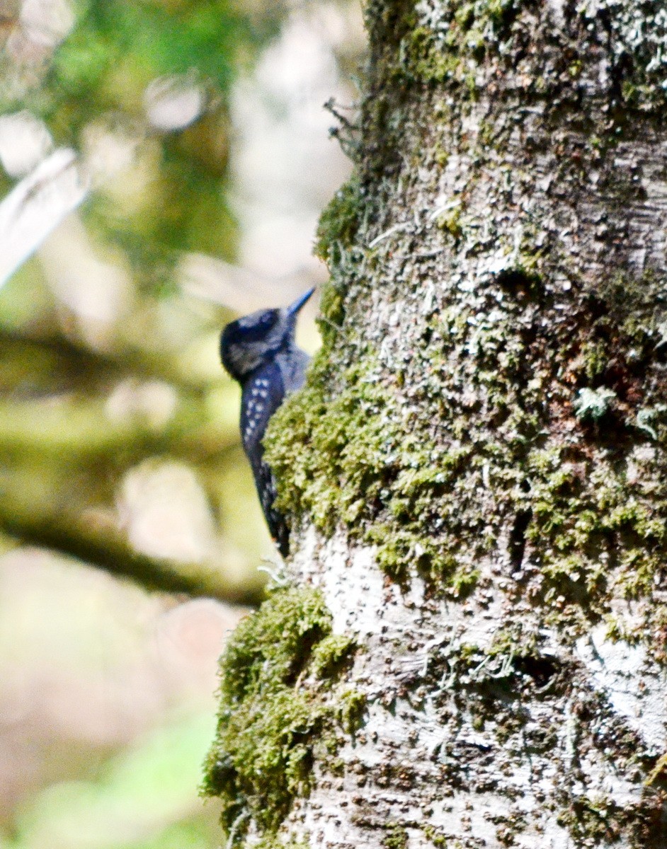 Hairy Woodpecker - ML599781621