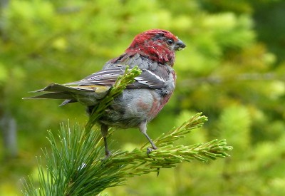 Pine Grosbeak - ML59978181