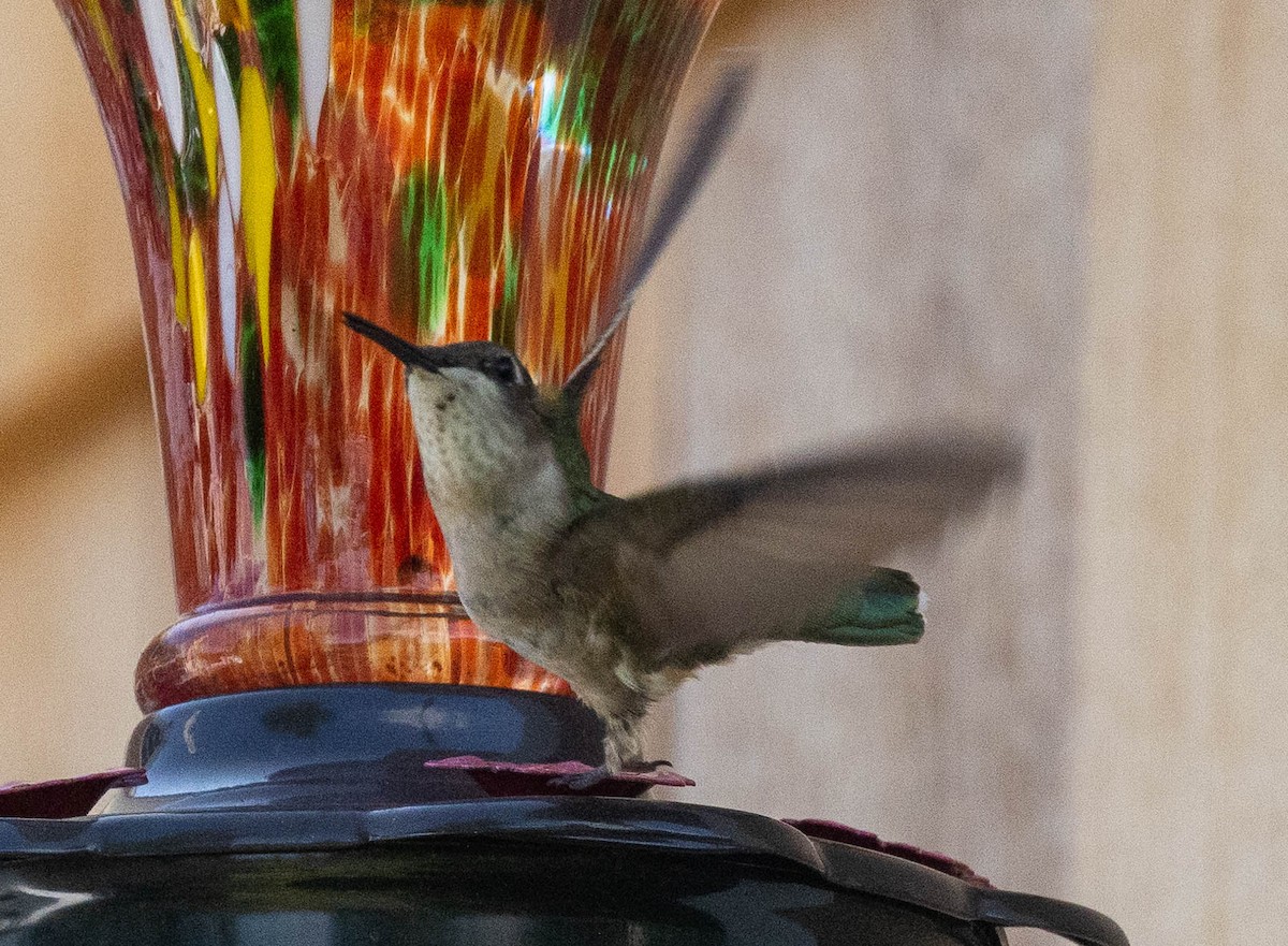 Ruby-throated Hummingbird - ML599782211