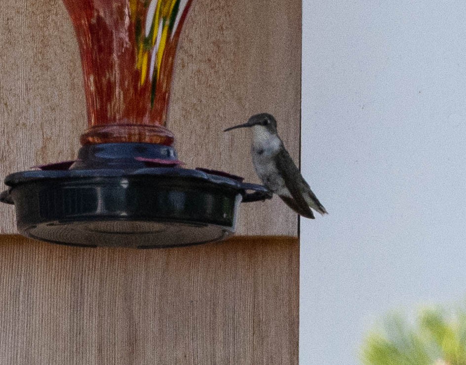 Ruby-throated Hummingbird - ML599782221