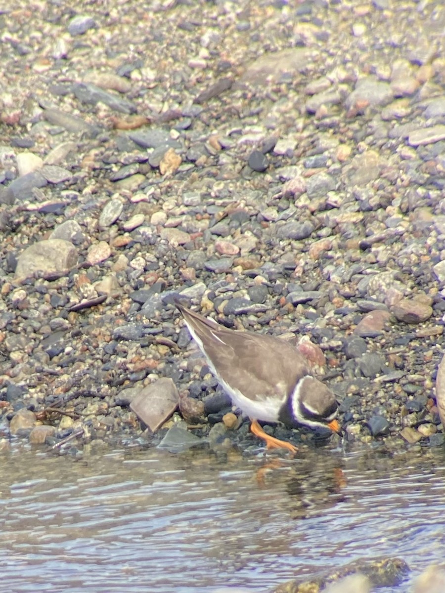 Common Ringed Plover - ML599783211