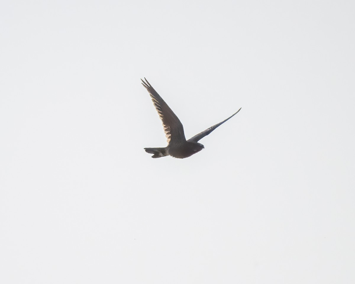 Band-tailed Nighthawk - ML599783431
