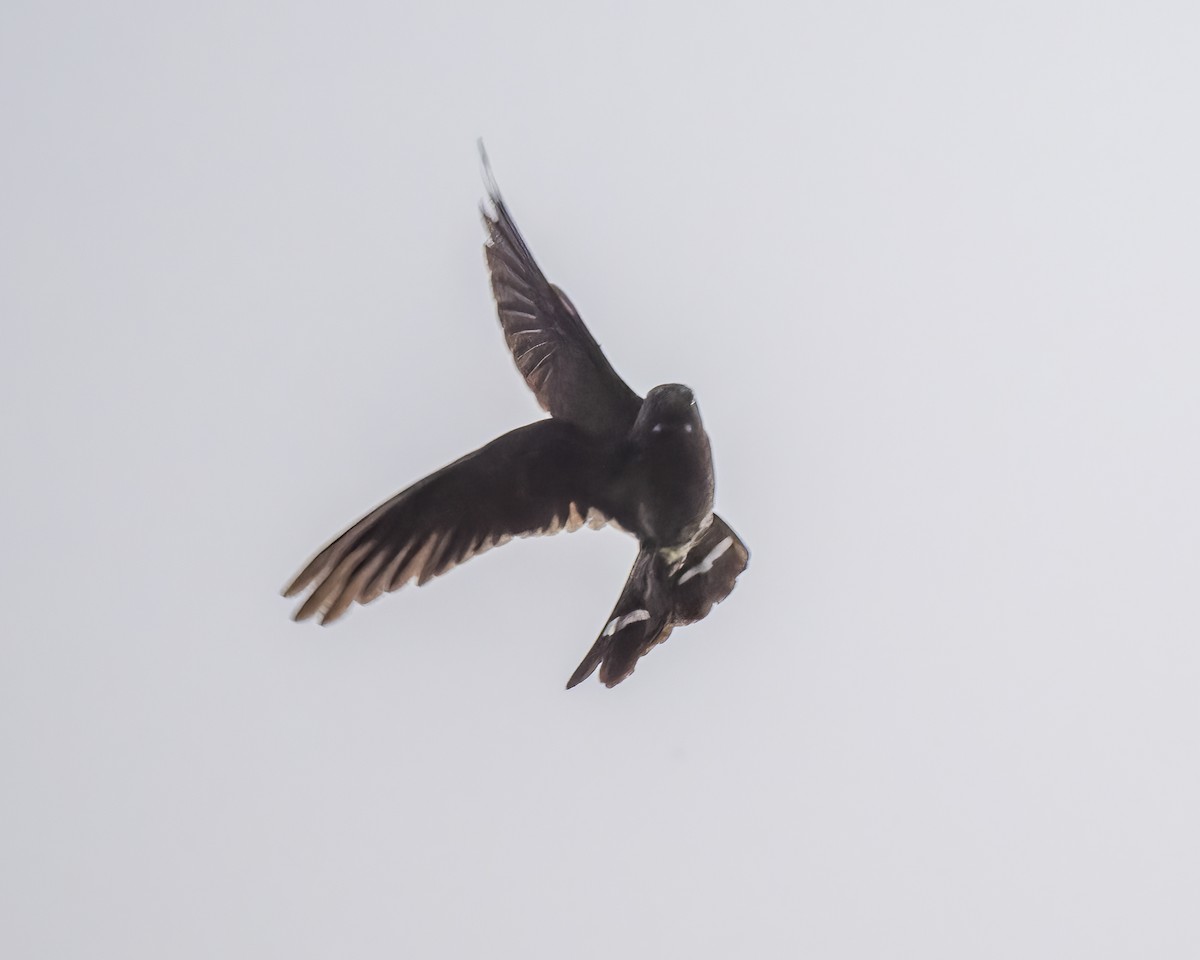 Band-tailed Nighthawk - ML599783441