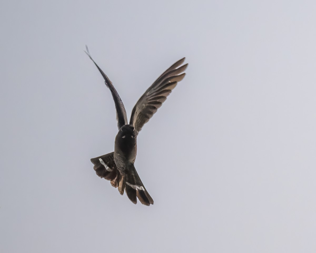 Band-tailed Nighthawk - ML599783451