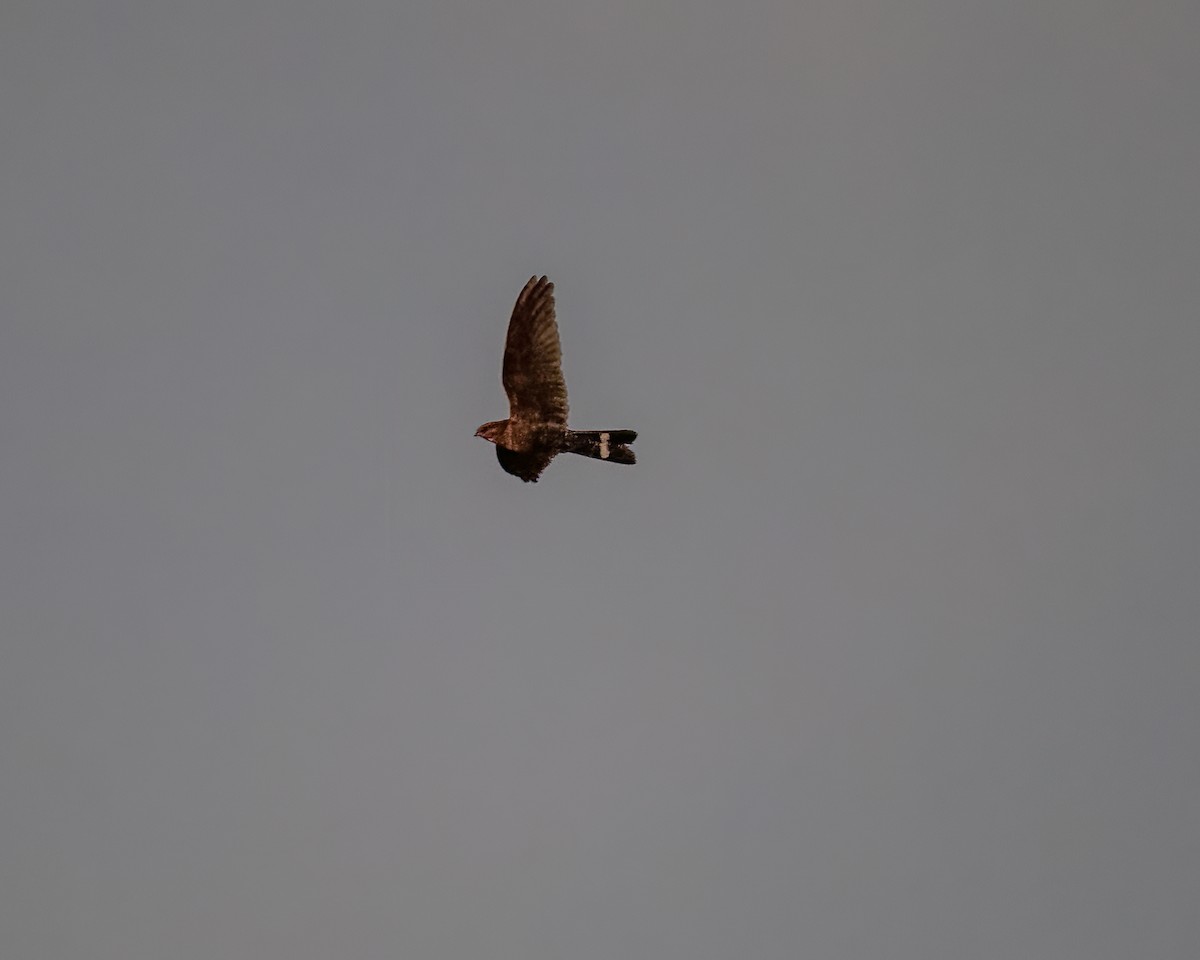 Band-tailed Nighthawk - ML599783461
