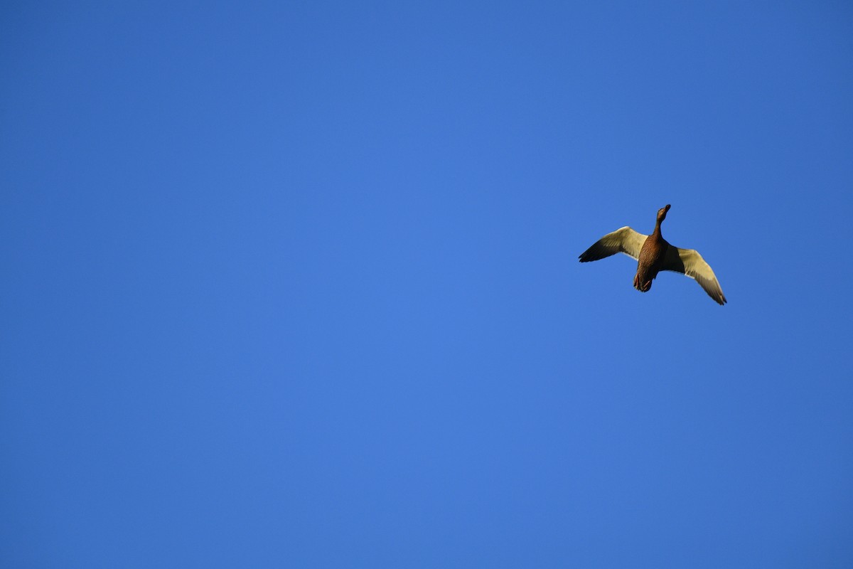 Basahatea - ML599783671