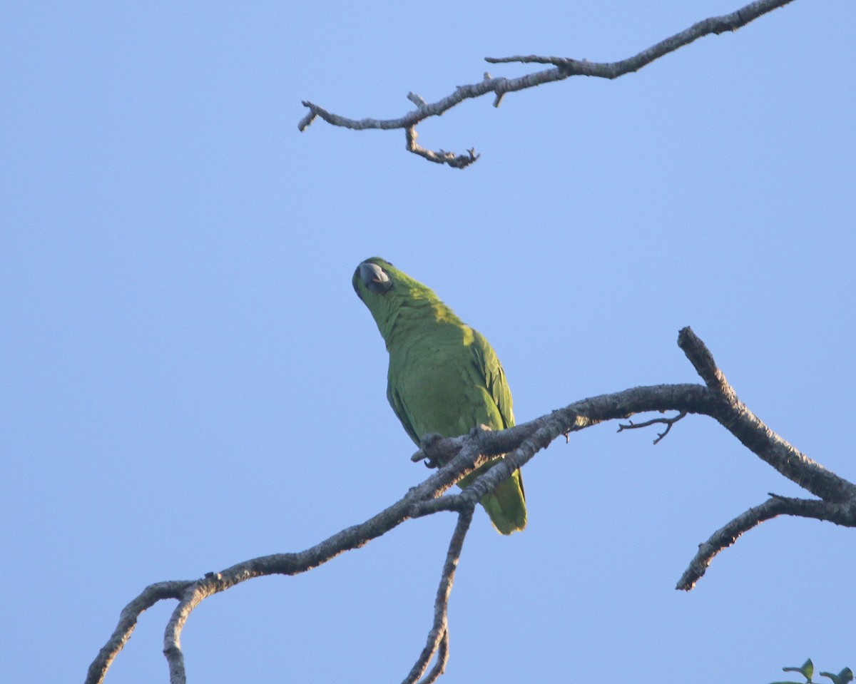 Short-tailed Parrot - ML599784121