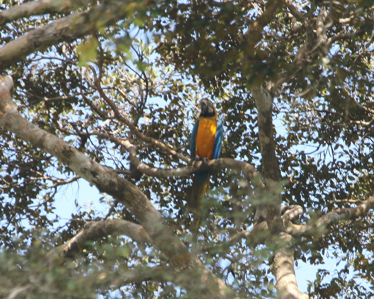 Blue-and-yellow Macaw - ML599784341