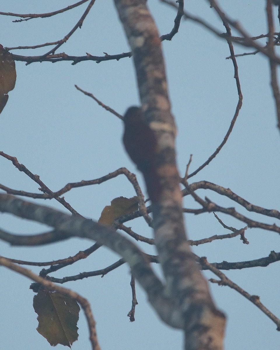 Cinnamon-throated Woodcreeper - ML599784781